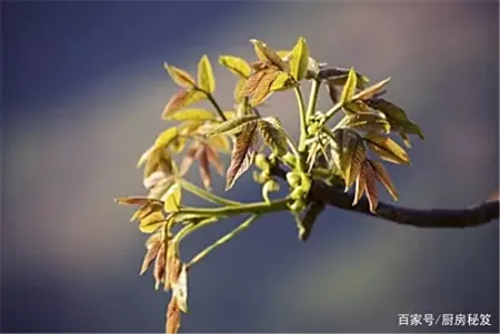 长在树上的“黄金菜”，味道鲜香可口，吃法多种多样 